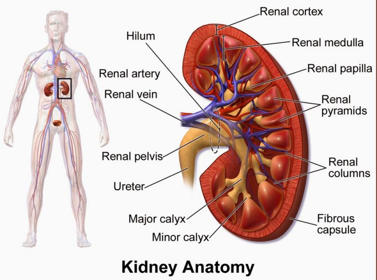 Kidneys – the Main Blood Filter