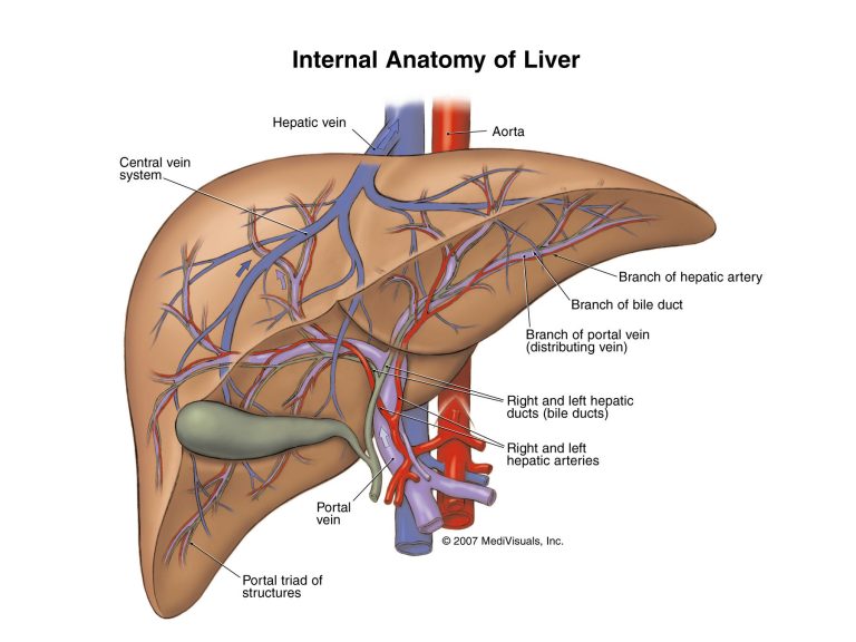 Liver