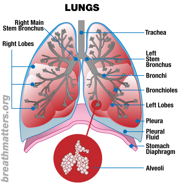 Foods for Healthy Lungs