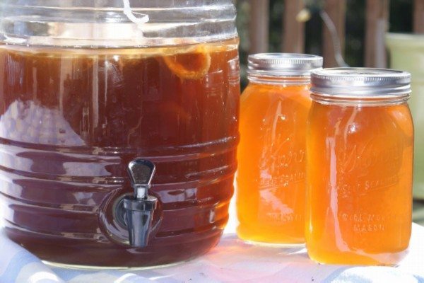 Why Should You Drink Kombucha Daily?